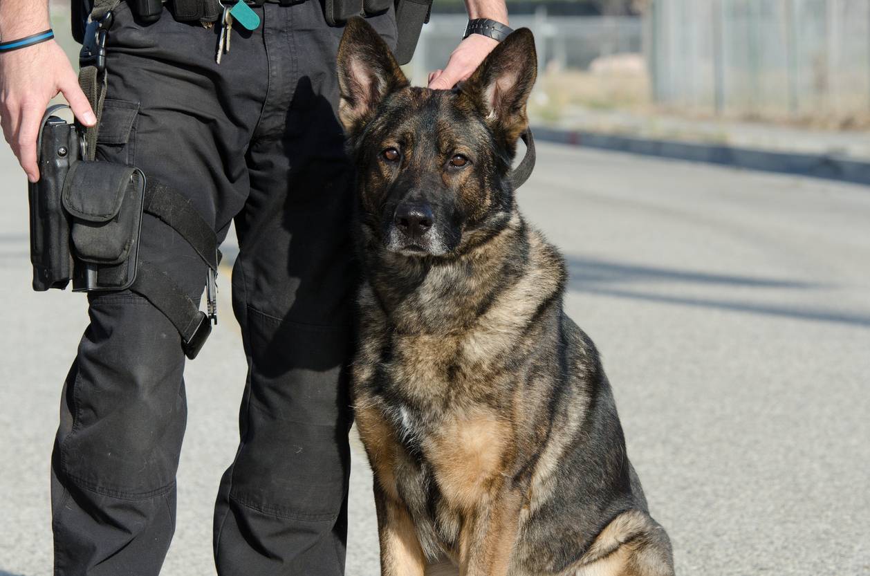 maître-chien force de l'ordre métiers
